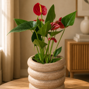 Home zz plants