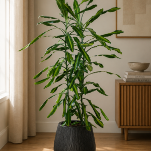 Home birdnest japanese