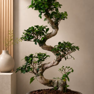 ficus bonsai