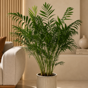 aralia ming
