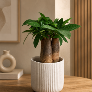 spathiphyllum